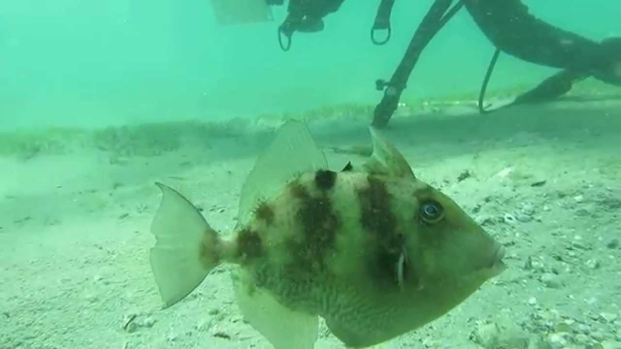Trigger Fish Who Love Florida Scuba Divers YouTube