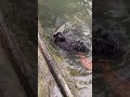 Black Swan Helps Feed Koi Fish