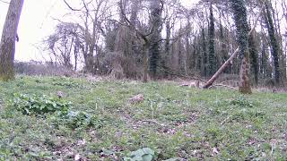 trail cam animal life365 Norfolk uk by trail cam animal life365 154 views 2 months ago 4 minutes, 44 seconds