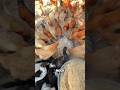 This woman created a food that keeps chickens healthy 😲 | #shorts
