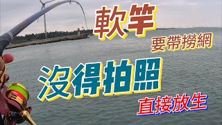 港口 磯釣 臭肚 苗栗 烏魚 黑鯛 黑格 象魚 不凍蝦  岸邊 釣魚 漁港 竹南 釣魚 龍鳳 20240225