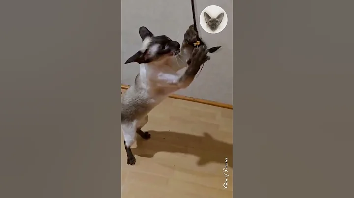 Video 9508981: oriental cat playing, cat loves sleeping, cat family