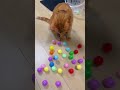 Reverse Marble Run in Front of the Cat! 😺✨#asmr #cat #kitten #satisfying #relaxing #marblerun
