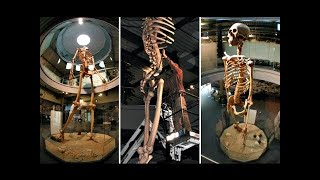 Nephilim 20 Ft-Tall Ancient Giant Skeletons On Exhibit For World To See Ecuador Giants