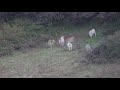 Loups et brame du cerf Abruzzes septembre 2018