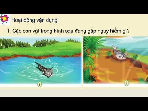 Chúng em tìm hiểu môi trường sống của động vật.