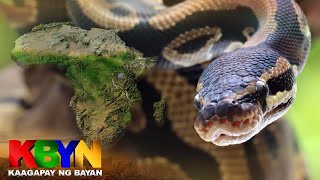 KBYN: Ball python snake maaaring umabot sa higit isang milyon ang halaga