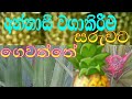 How to grow pineapple  homesinhala ikmanwaga 