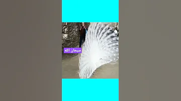 سبحان الله ما اجمل خلق الله 