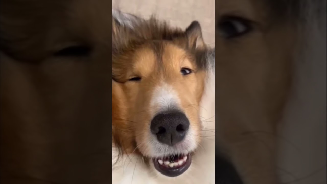 普段はイケワンなのに 寝顔はブサイクな犬 Youtube 普段はイケワンなのに 寝顔はブサイクな犬 Youtube