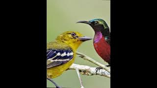 suara pikat konin dan sirtu auto gacor💪