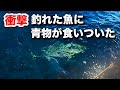 【衝撃】メジナ釣りの最中に釣れた魚が巨大な青物に襲われた