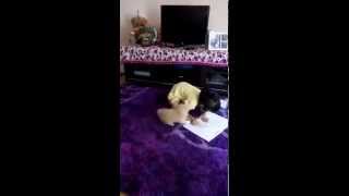 Cute kitten disturb girl Studying by Animal Studio 214 views 9 years ago 1 minute, 14 seconds