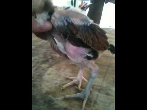 Video Ga Choi Co' 1 Khong 2 tai Viet Nam - youtube