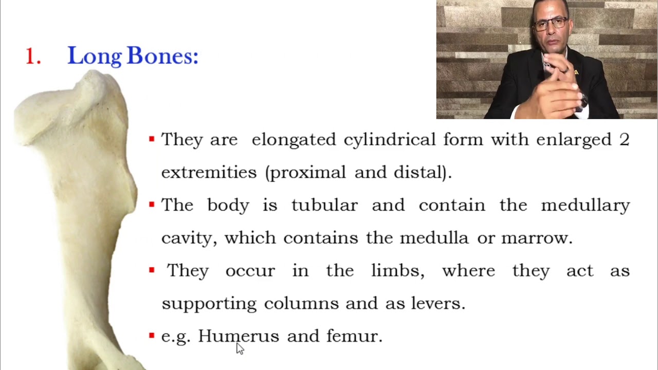 general osteology part1