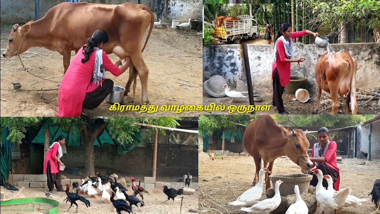 ஓ!மாடு மேய்க்க இவ்ளோ விசயம் தெரியனுமா|Pets|Villagelife|நாட்டுக்கோழி வளர்ப்பது எப்படி|cow milking