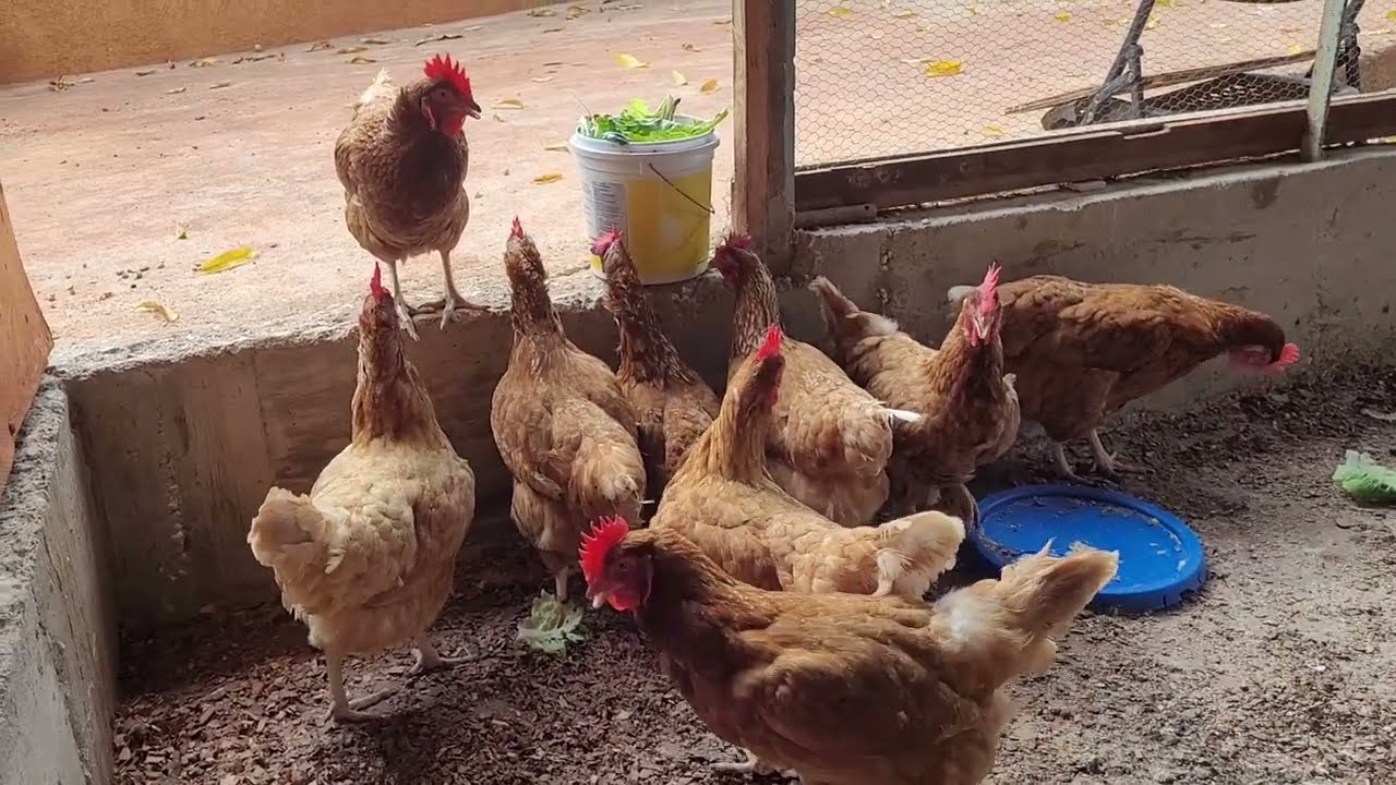 Egg cellent Choices Top 5 Laying Hens for Your Homestead YouTube