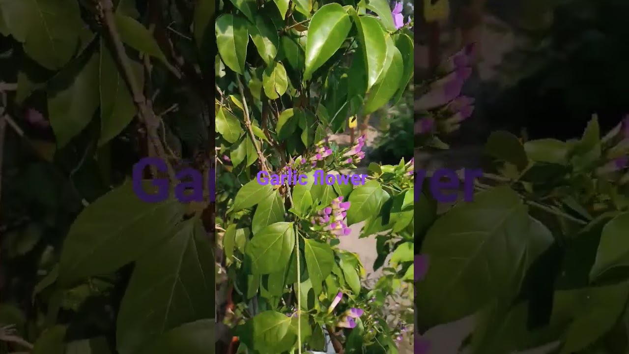 Garlic flower 🧄🌹