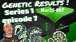 Genetic Results Ep. 7 | First Chocolate Into the Kiki Project! 🍫🔥 | 2025 Clutch 7 Reveal #ballpython