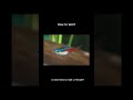 How to tell if a neon or cardinal tetra is male or female