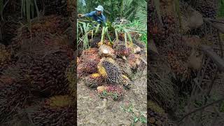info harga sawit hari ini naik #sawitbuahpasir #sawit