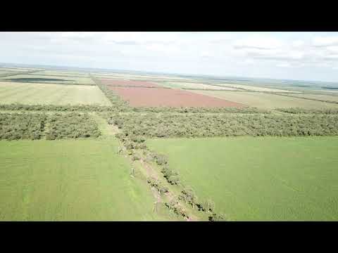 Sorgo forrajero fotosensitivo