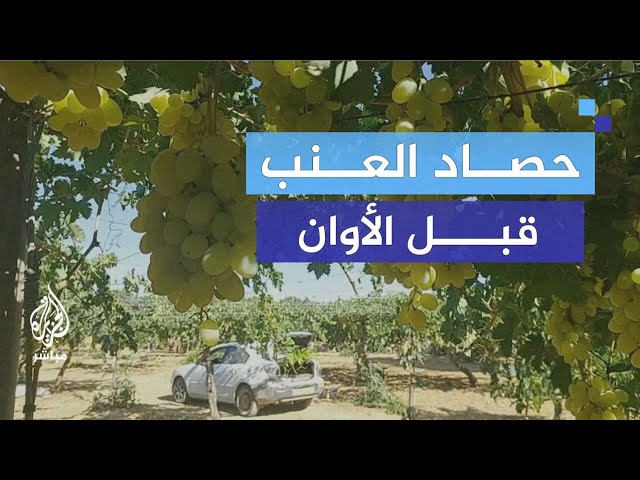 "حامض إلنا ولا حلو إلهم".. مزارعون فلسطينيون يقطفون العنب مبكرًا بسبب اعتداءات المستوطنين