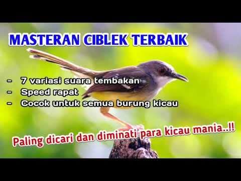 Masteran Ciblek Ngebren Suara Jernih, 7 Variasi Suara Ngebren, Durasi Panjang..