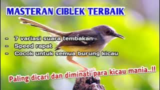 Masteran Ciblek Ngebren Suara Jernih, 7 Variasi Suara Ngebren, Durasi Panjang..