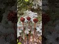 Flower set of rusty carnations
