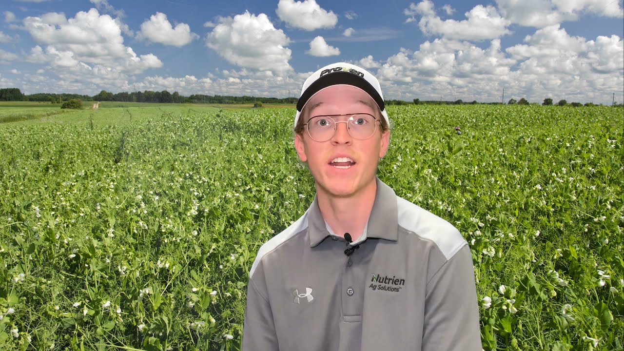 Agronomy Minute - Inoculating Pulses