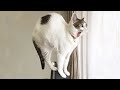 😇 If You Laugh, You Will Lose - Funniest Cats Expression Video 😇 - Funny Cats Life