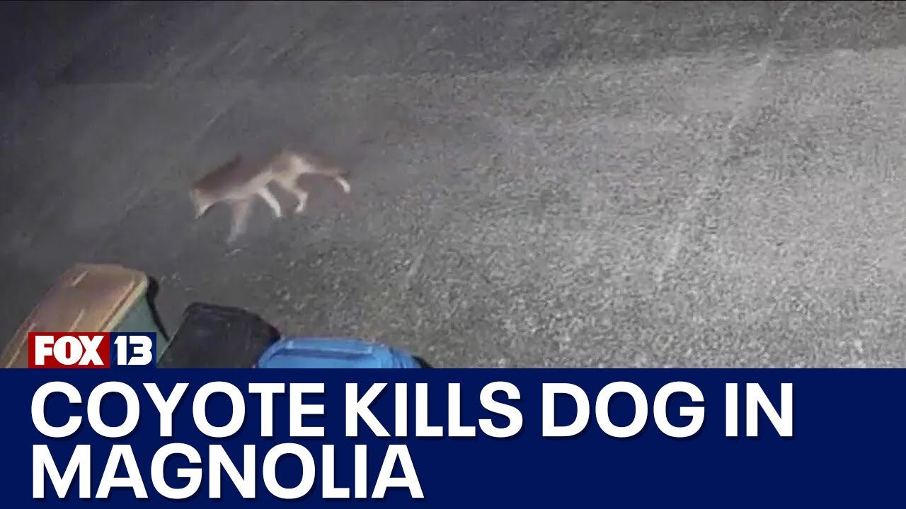 Coyote attacks, kills dog in Magnolia neighborhood | FOX 13 Seattle ...