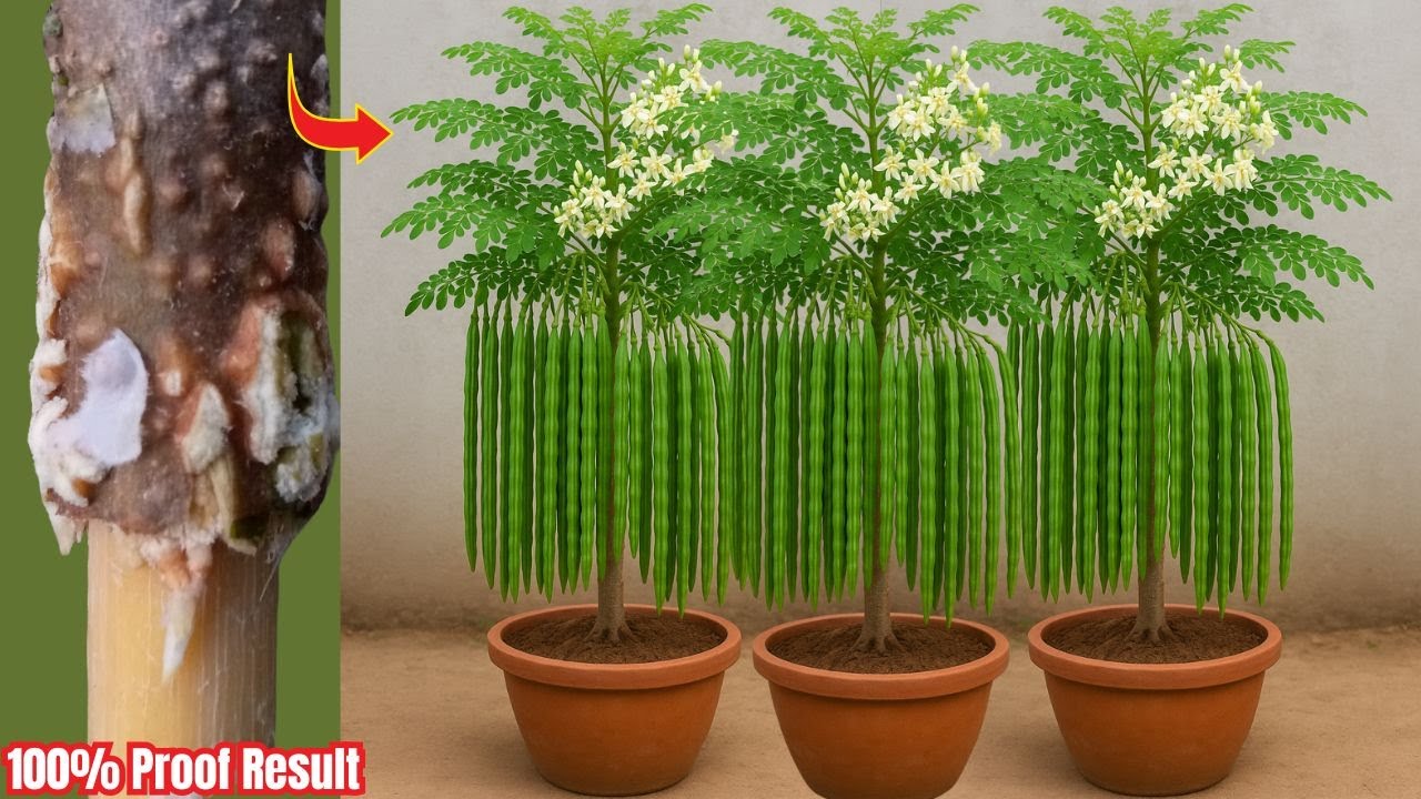 Sojina Gache Kolom Kore Chara Toire New Tips || Easy way to grow drumstick tree