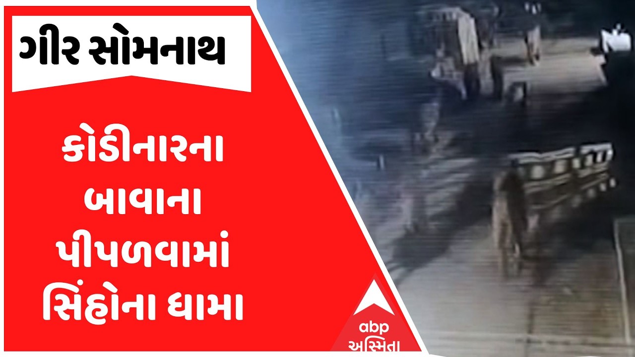 Gir Somnath News | કોડીનારના બાવાના પીપળવામાં સિંહોના ધામા | ABP Asmita