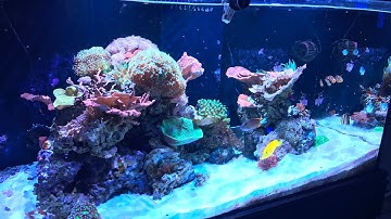 Apex Programming - Heater and Chiller Outlets