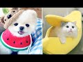 Cute and funny pet (P10) ✅ Thư Giãn Với Thú Cưng Dễ Thương, Ngộ Nghĩnh Và Đáng Yêu 2020