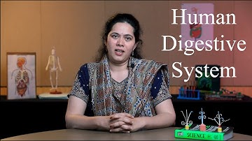 Human digestive system | English