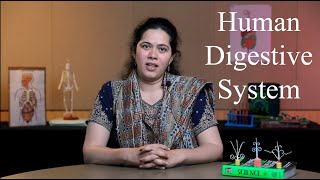 Human digestive system | English