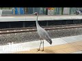 How Bruce the brolga won over a Queensland community