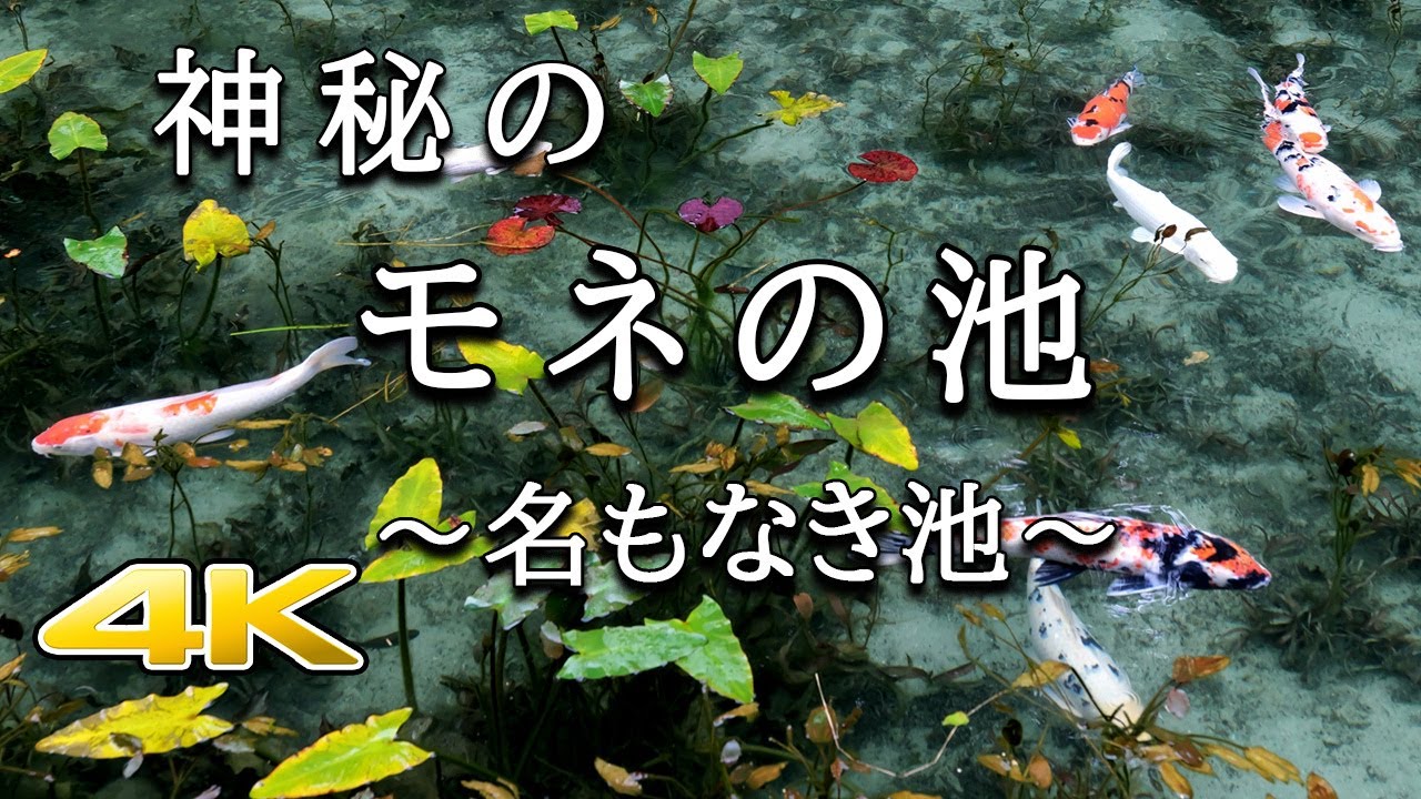 【4K モネの池】最も綺麗な瞬間を追って見ました　Monet's Pond