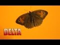 Meet delta the butterfly random