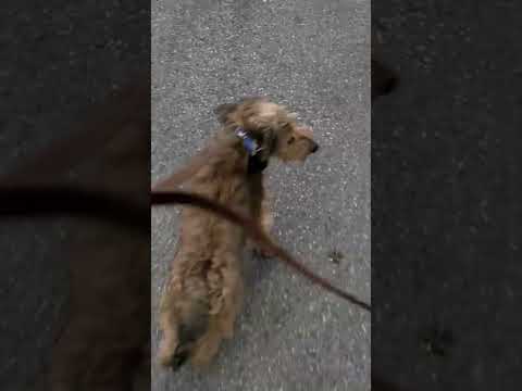 Video Ragazzo rincorso da un cinghiale: paura a Campobasso