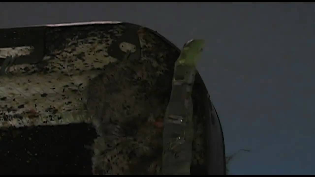 Bed Bugs Extreme Infestation YouTube