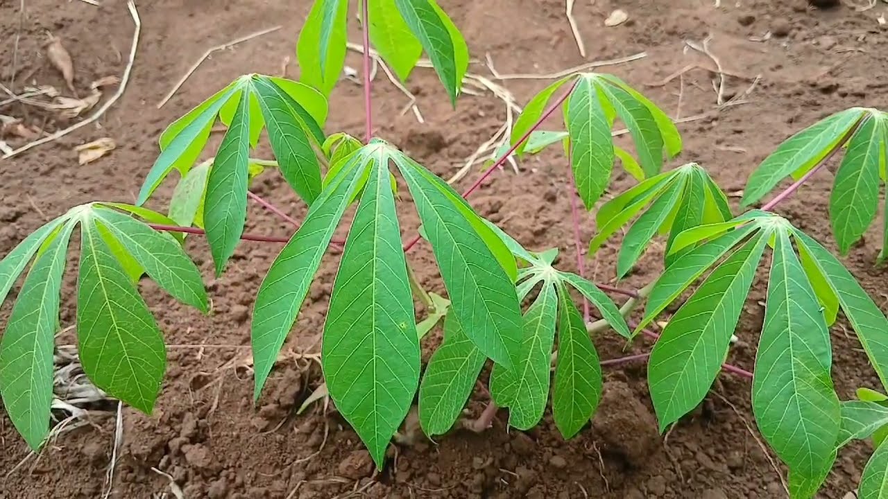 6 types of popular cassava: IDENTIFY THEM AND KNOW WHICH ASPECTS