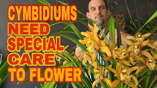 The Surprising Truth About Cymbidium Orchid Care