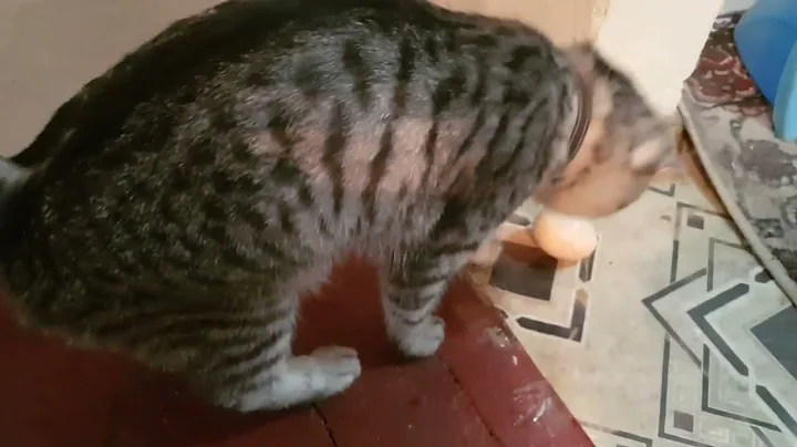 Video 2120421: little scottish fold, scottishfold, cat loves playing