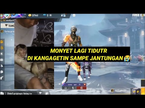 Vidio Viral Tik tok ngagetin Mon**t🐵 lagi tidur #BUKANMAEN