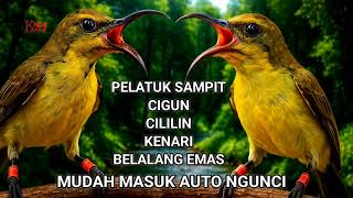 Download Lagu Suara jernih ‼️Masteran sogon gacor isian full tembakan MP3