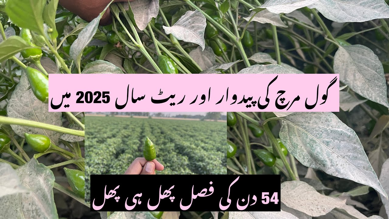 گول مرچ پٹیالہ کی مکمل معلومات 74 دن کی فصل | پھل ہی پھل اور شاندار ...